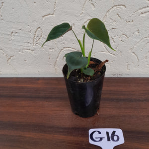 #G16 Philodendron Lupinum