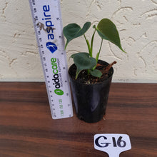 Load image into Gallery viewer, #G16 Philodendron Lupinum