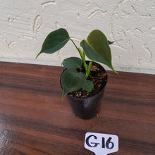 Load image into Gallery viewer, #G16 Philodendron Lupinum