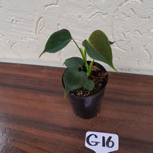Load image into Gallery viewer, #G16 Philodendron Lupinum