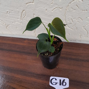 #G16 Philodendron Lupinum