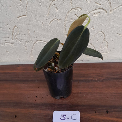 #3C Philodendron Gigas