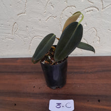 Load image into Gallery viewer, #3C Philodendron Gigas