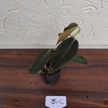 Load image into Gallery viewer, #3C Philodendron Gigas