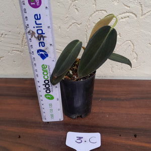 #3C Philodendron Gigas
