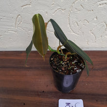 Load image into Gallery viewer, #3C Philodendron Gigas