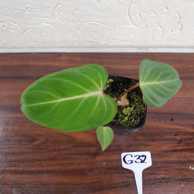 #G32 Philodendron Gloriosum