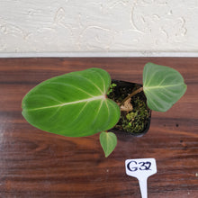 Load image into Gallery viewer, #G32 Philodendron Gloriosum