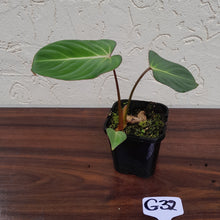 Load image into Gallery viewer, #G32 Philodendron Gloriosum
