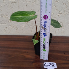 Load image into Gallery viewer, #G32 Philodendron Gloriosum