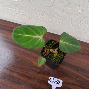 #G32 Philodendron Gloriosum
