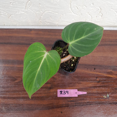 #239 Philodendron Gloriosum