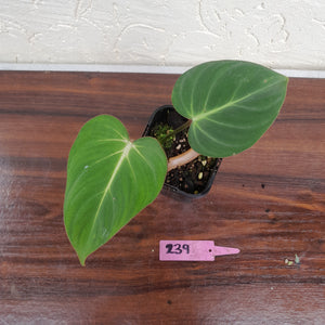 #239 Philodendron Gloriosum