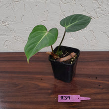 Load image into Gallery viewer, #239 Philodendron Gloriosum