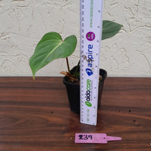 Load image into Gallery viewer, #239 Philodendron Gloriosum
