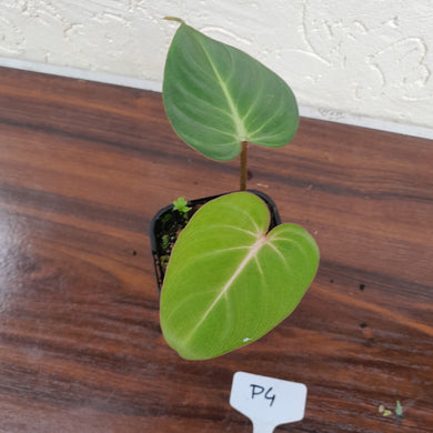 #P4 Philodendron Gloriosum