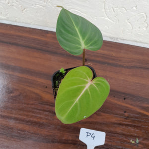 #P4 Philodendron Gloriosum