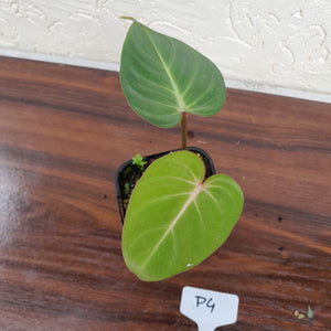 #P4 Philodendron Gloriosum