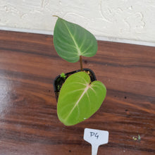 Load image into Gallery viewer, #P4 Philodendron Gloriosum