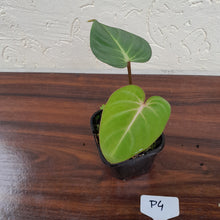 Load image into Gallery viewer, #P4 Philodendron Gloriosum