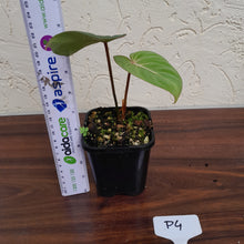 Load image into Gallery viewer, #P4 Philodendron Gloriosum