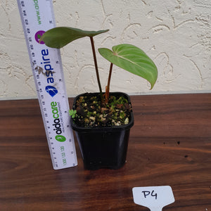 #P4 Philodendron Gloriosum