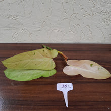 Load image into Gallery viewer, #36C Philodendron Whipple Way Tip Cutting