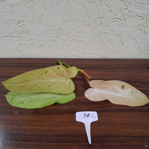 #36C Philodendron Whipple Way Tip Cutting