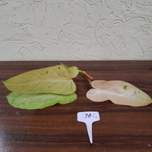 Load image into Gallery viewer, #36C Philodendron Whipple Way Tip Cutting