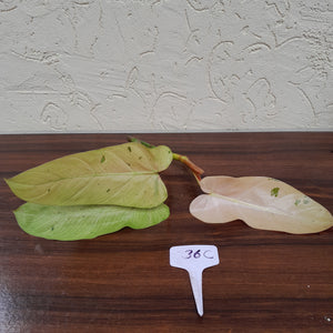 #36C Philodendron Whipple Way Tip Cutting