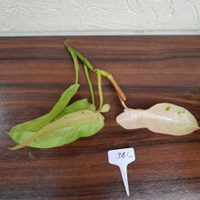 Load image into Gallery viewer, #36C Philodendron Whipple Way Tip Cutting