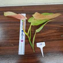 Load image into Gallery viewer, #36C Philodendron Whipple Way Tip Cutting