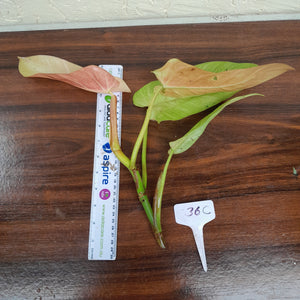 #36C Philodendron Whipple Way Tip Cutting