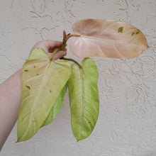 Load image into Gallery viewer, #36C Philodendron Whipple Way Tip Cutting