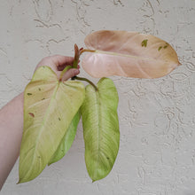 Load image into Gallery viewer, #36C Philodendron Whipple Way Tip Cutting