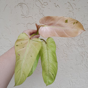 #36C Philodendron Whipple Way Tip Cutting