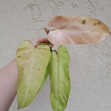 Load image into Gallery viewer, #36C Philodendron Whipple Way Tip Cutting