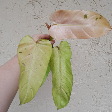 #36C Philodendron Whipple Way Tip Cutting
