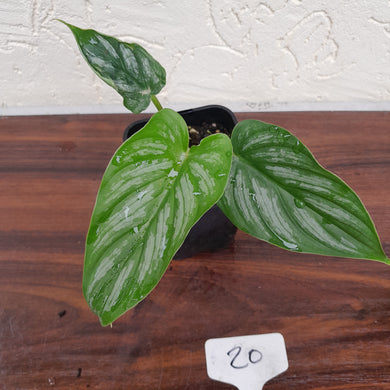#20 Philodendron Mamei