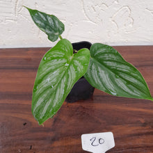 Load image into Gallery viewer, #20 Philodendron Mamei