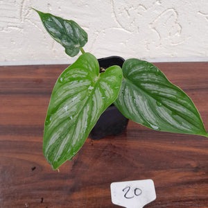 #20 Philodendron Mamei