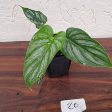 Load image into Gallery viewer, #20 Philodendron Mamei