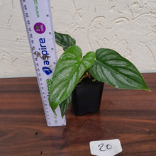 Load image into Gallery viewer, #20 Philodendron Mamei