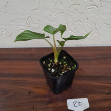 Load image into Gallery viewer, #20 Philodendron Mamei