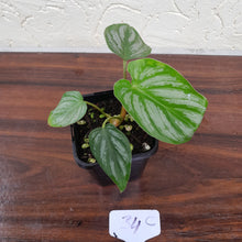 Load image into Gallery viewer, #34C Philodendron Mamei