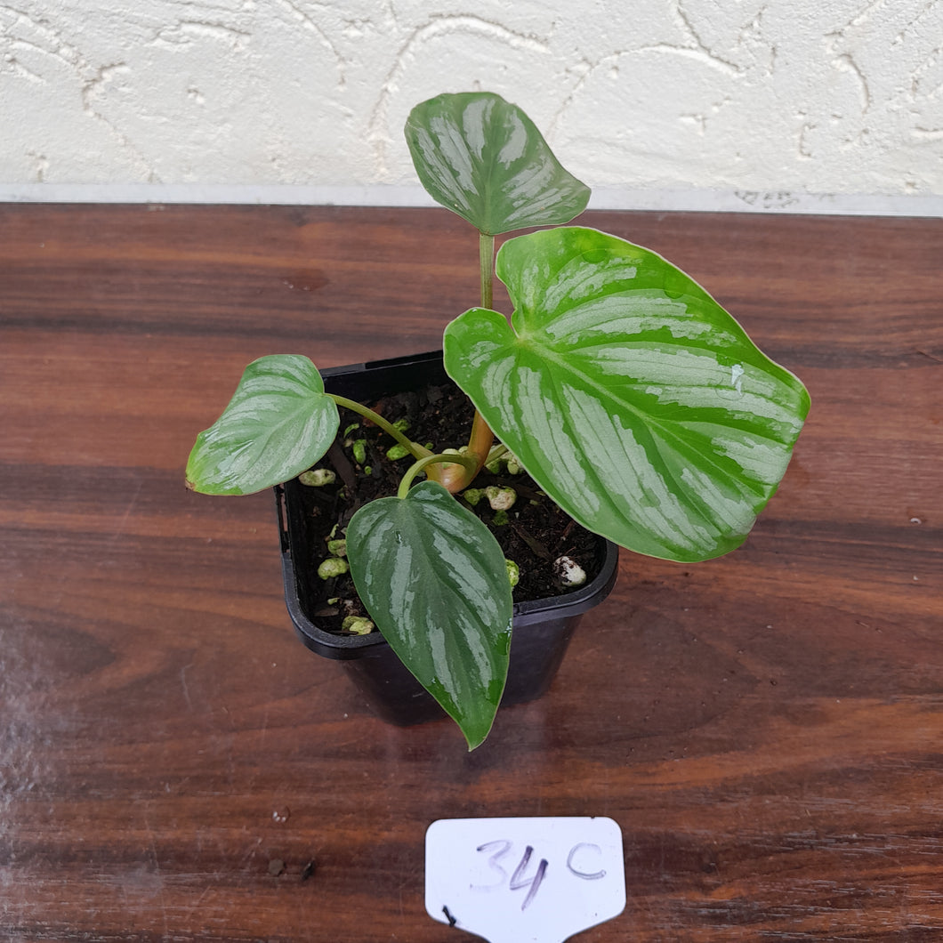 #34C Philodendron Mamei