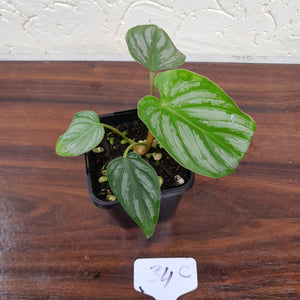 #34C Philodendron Mamei