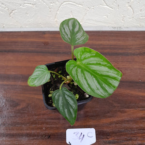 #34C Philodendron Mamei