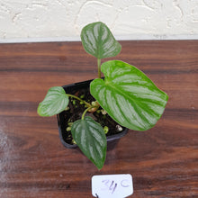Load image into Gallery viewer, #34C Philodendron Mamei