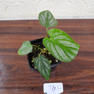 #34C Philodendron Mamei